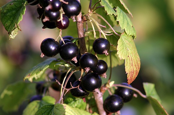 The Pure Blog - Ingredient Spotlight: Black Currant Seed Oil
